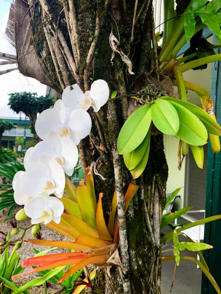 white orchids and plants growing on side of tree