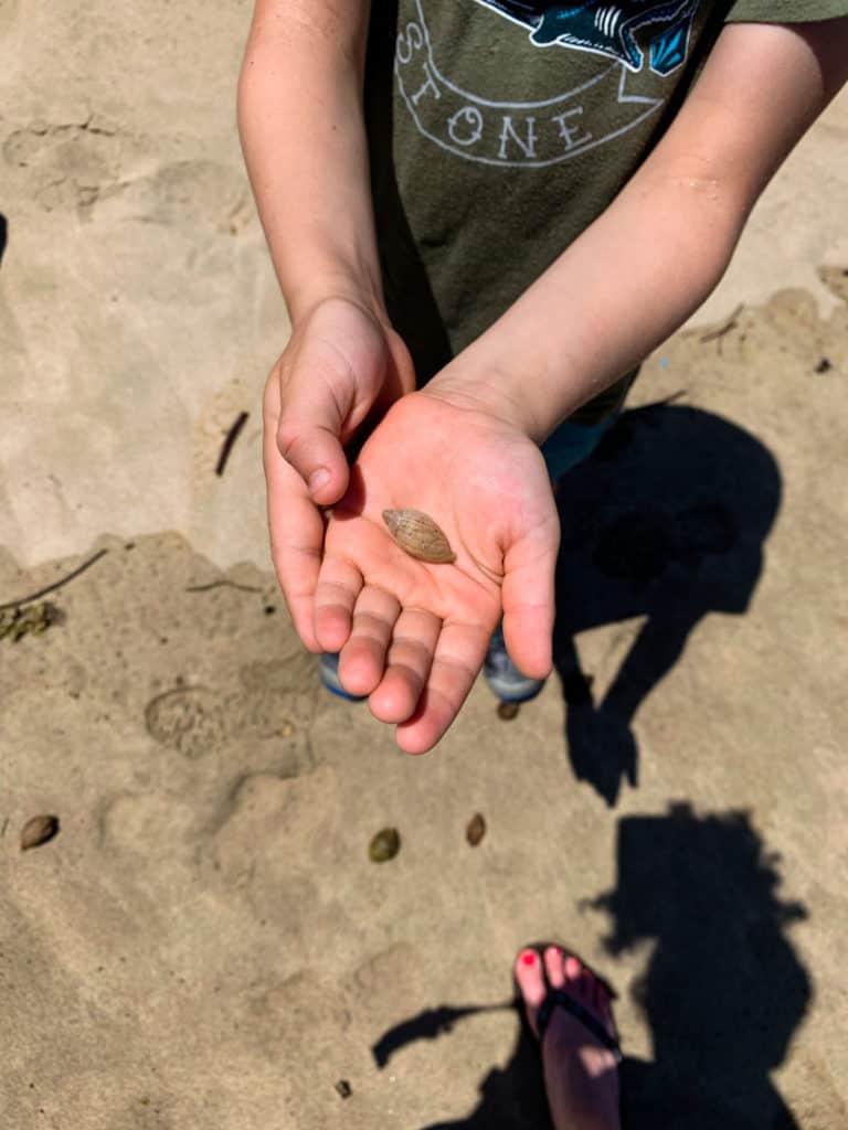 Boy holding shell in hand on beach