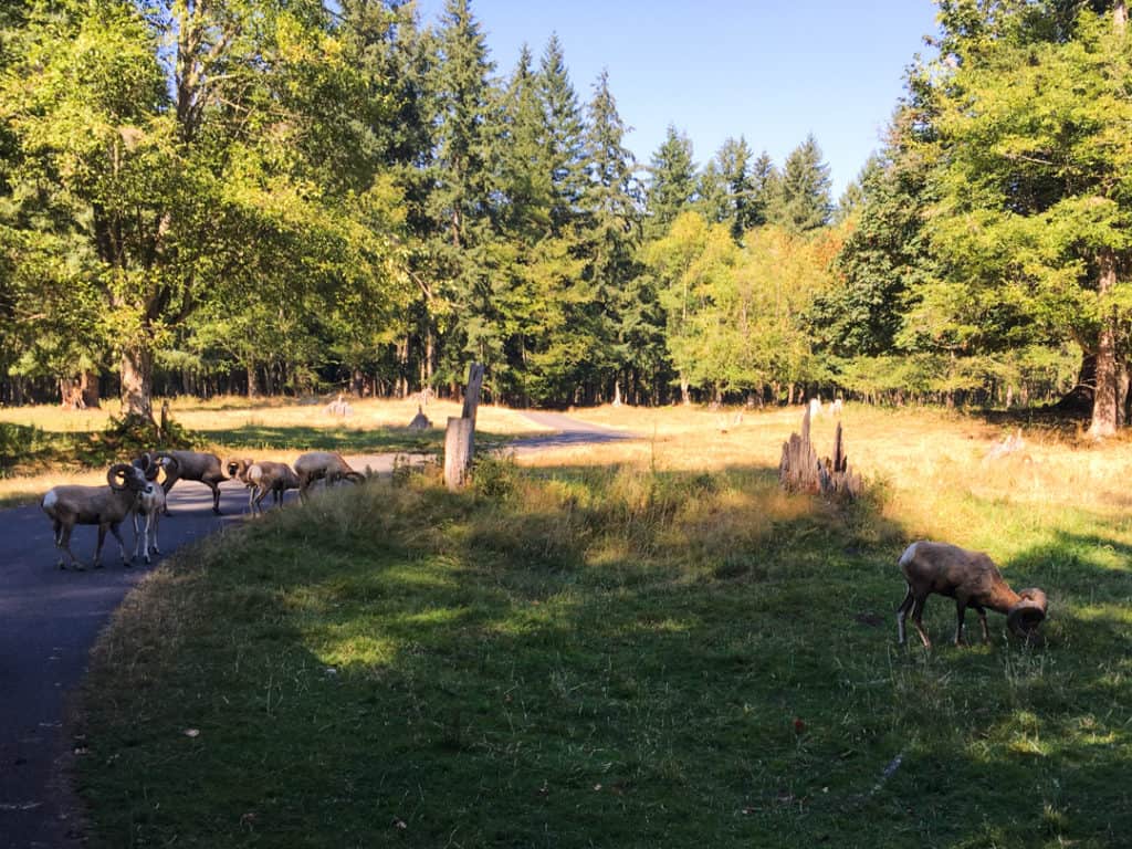 bighorn sheep in grassy area along the tram drive with evergreen trees in the background