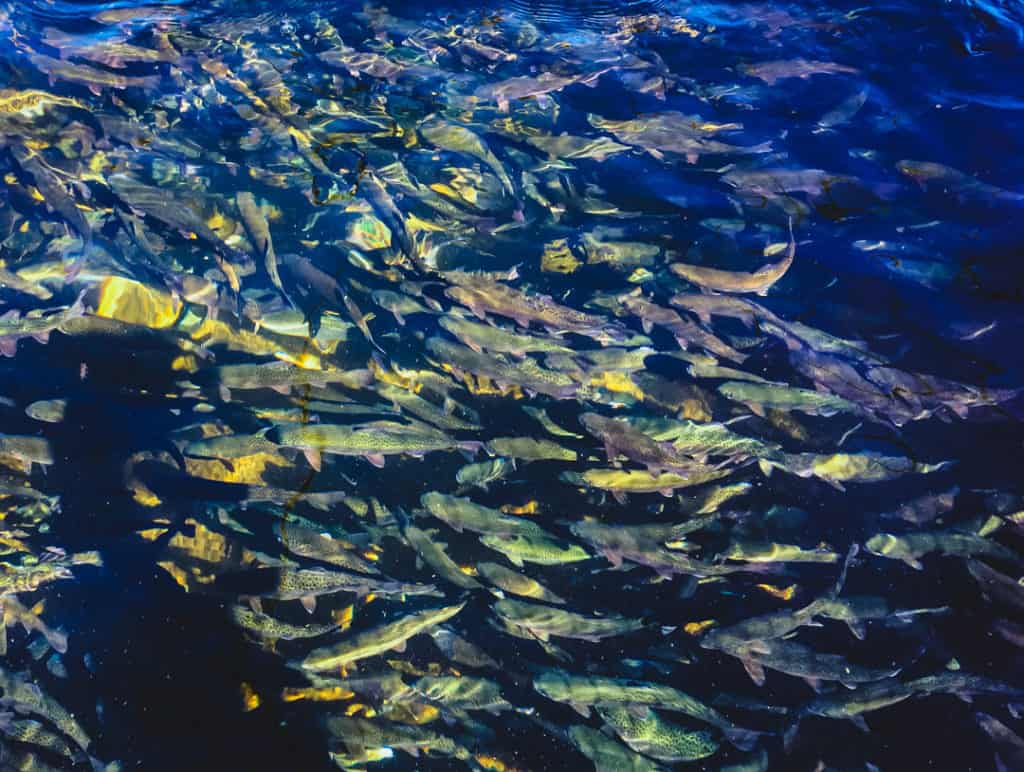 image from above of colorful fish in a school at a fish hatchery