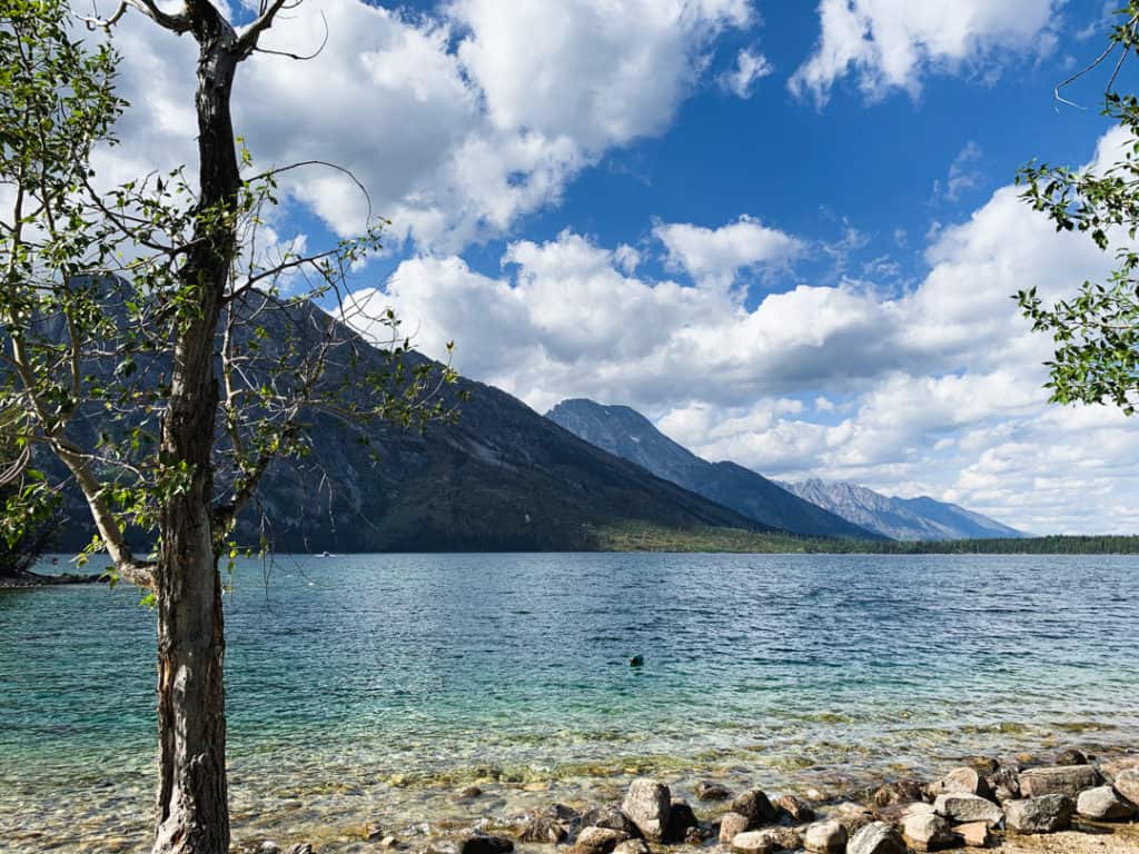 teal blue water of Jenny Lake with Grand Tetons in background and single tree in foreground