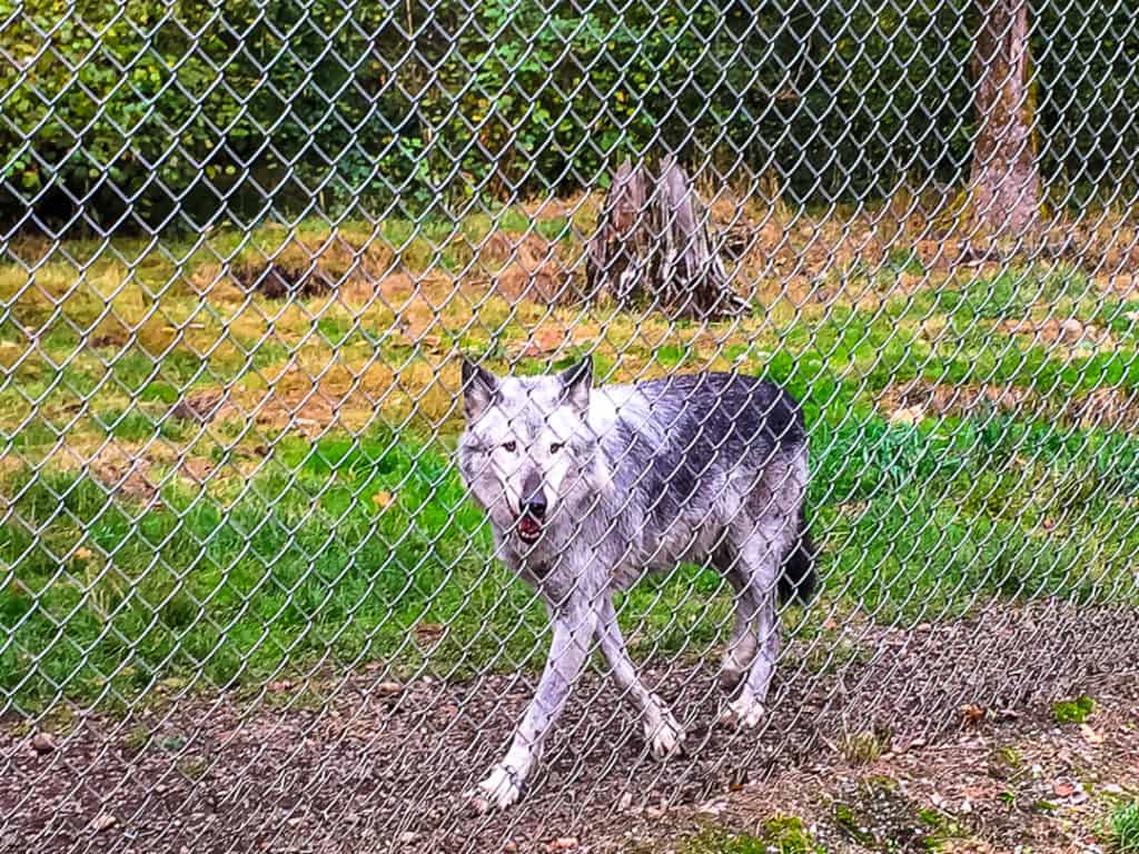grey and white wolf walking along the fence line and looking out