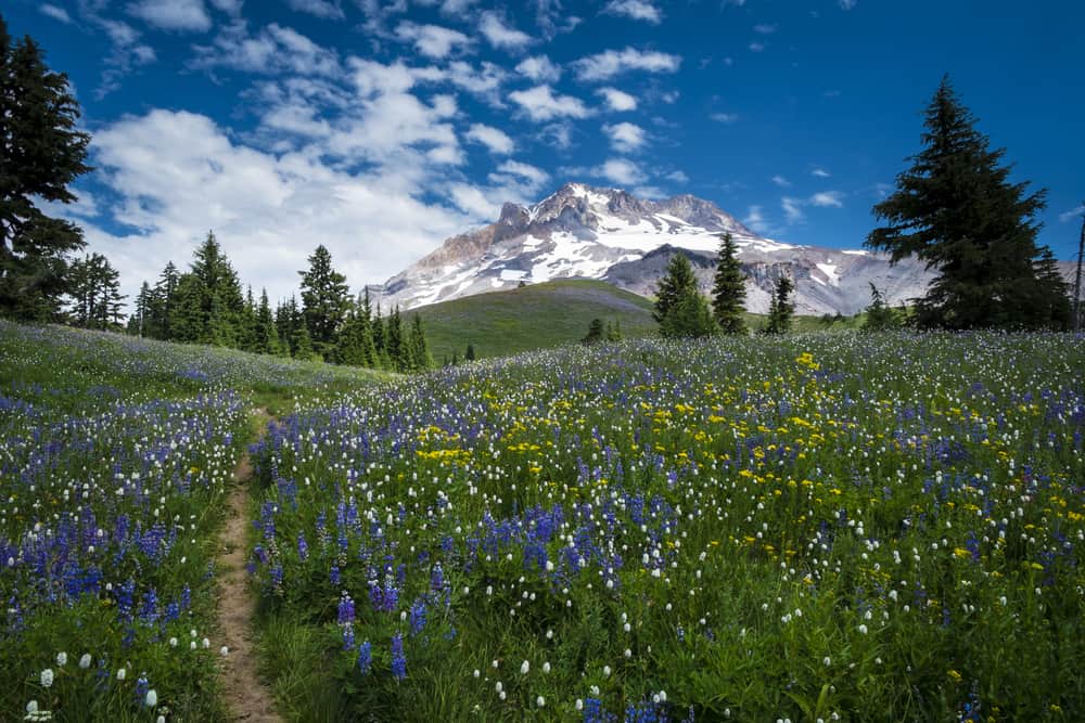 Hiking trail leading to Mt. hood in the Oregon Cascades