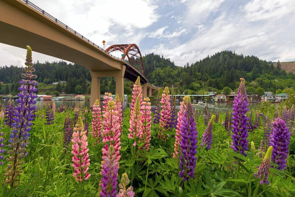 Colorful Lupine flowers blooming along Columbia River under Sauvie Island Bridge in Summer season