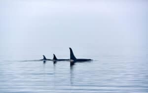 one large and two smaller orca fins pop out of the sea under a grey misty sky