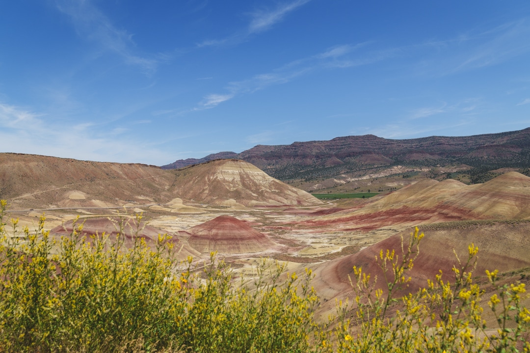 The Painted Hills lie below a vantage point on Painted Hills Overlook Trail l where you can sese the colorful layers in striped tones of red and yellow. There are yellow wildflowers in the foreground.