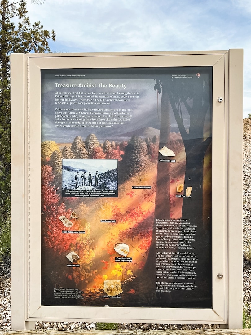 A sign along the Leaf Hill Trail depicts the history of the area and showcases examples of fossils that have been found in this area, such as seeds and leaves.